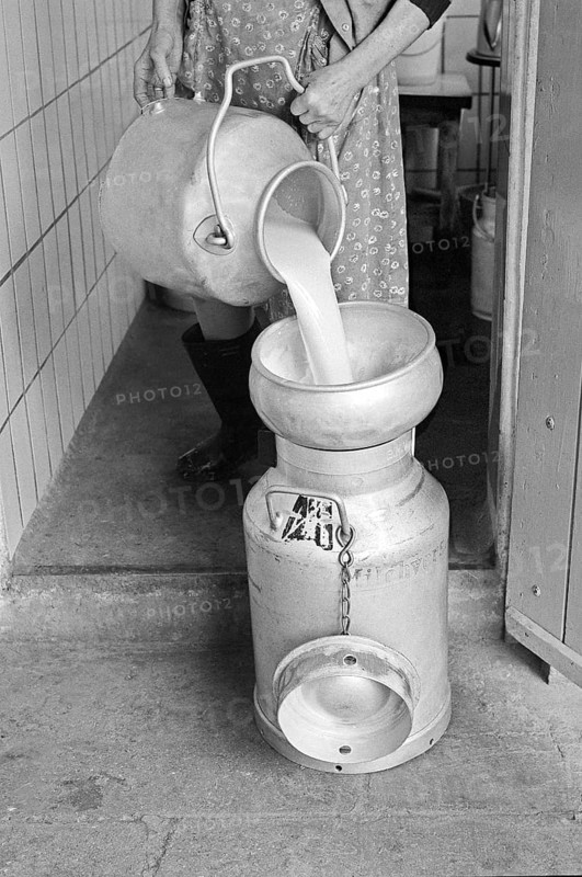 Freshly milked milk passes through a filter into a large milk can, on a former Franconian farm, black and white, Bavaria, Germany