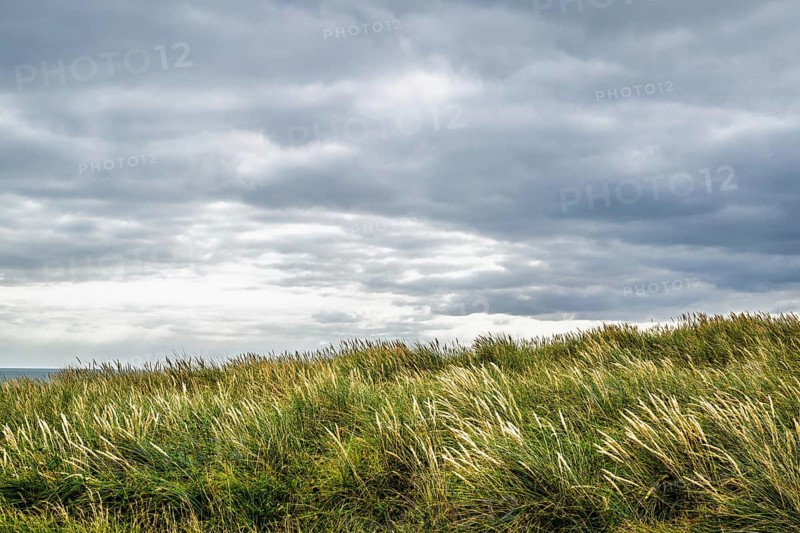 Grass over Hengistbury Head, Christchurch Head, English Channel, Dorset, England, United Kingdom