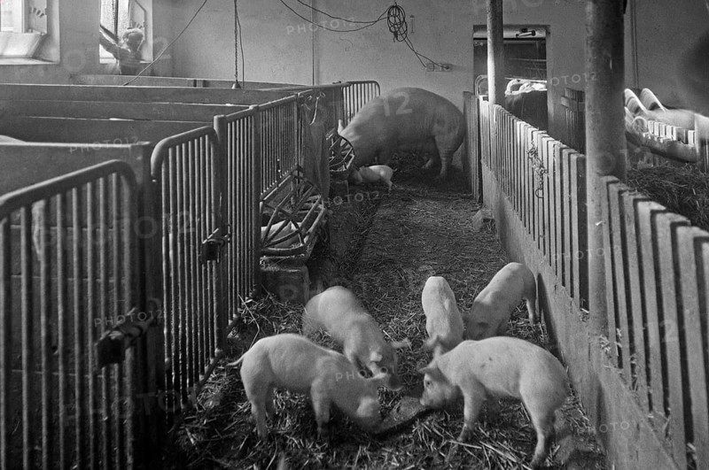 Mother sow with piglets in a pigsty, on a former Franconian farm, black and white, Bavaria, Germany