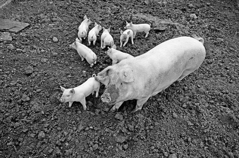 Muttersau Sus Scrofa Domestica) with nine piglets in the outlet, black and white, Othenstorf, Mecklenburg-Western Pomerania, Germany