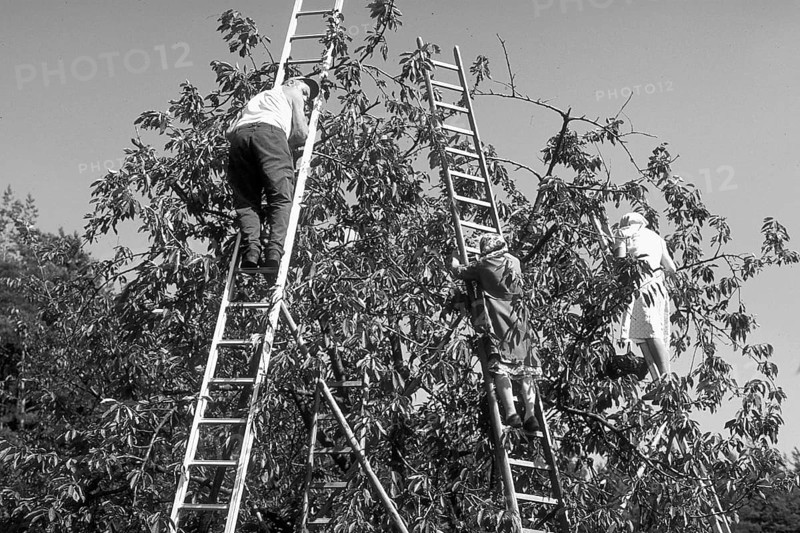 Farmers and assistants on ladders picking cherries, black and white, Bavaria, Germany