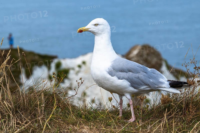 Herring Gull, Sea Gull, Gulls on Dorset cliff, England, United Kingdom