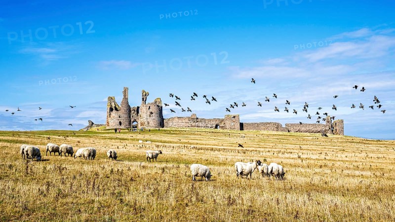 Sheeps around Ruins of Dunstanburgh Castle, Northumberland Coast, England, UK
