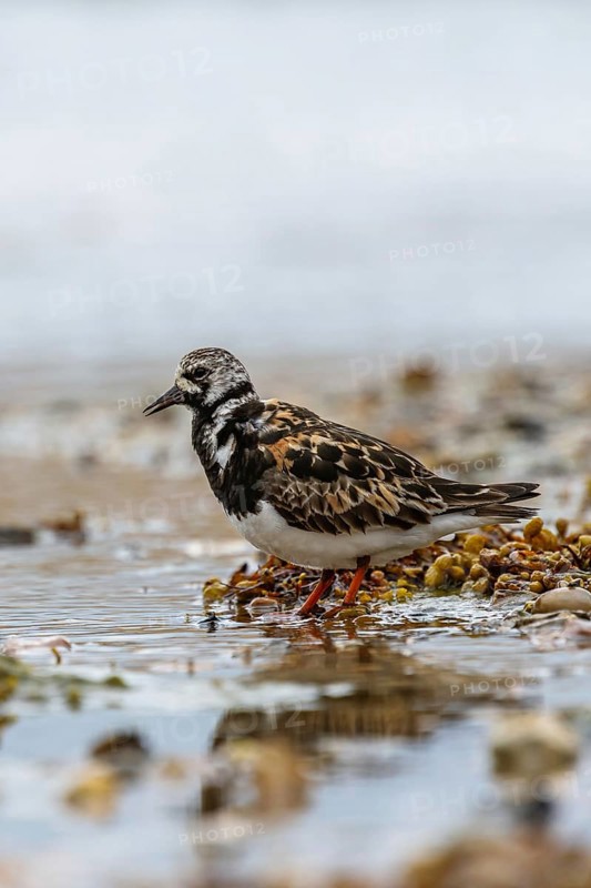 Ruddy Turnstone, Arenaria interpres, United Kingdom