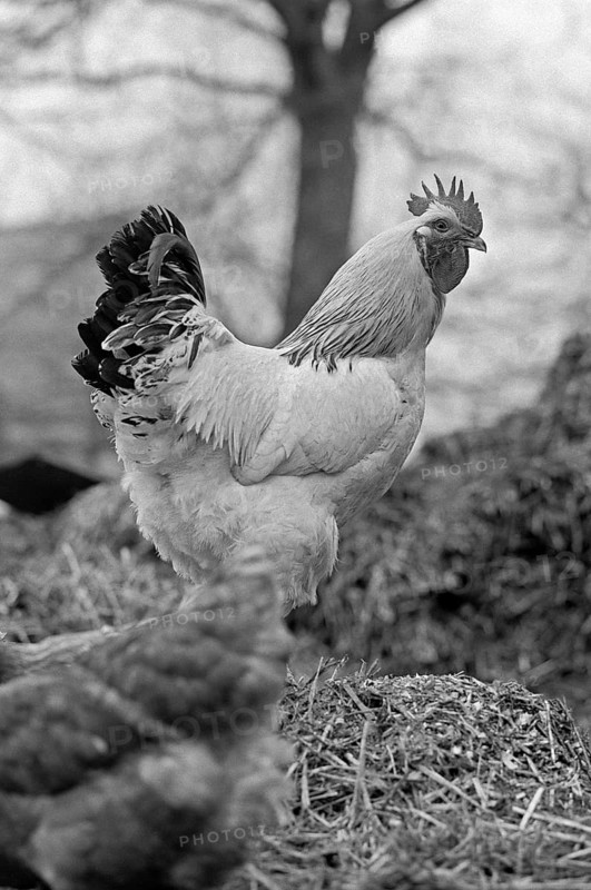 Rooster on a manure heap on a farm, black and white, Middle Franconia, Bavaria, Germany