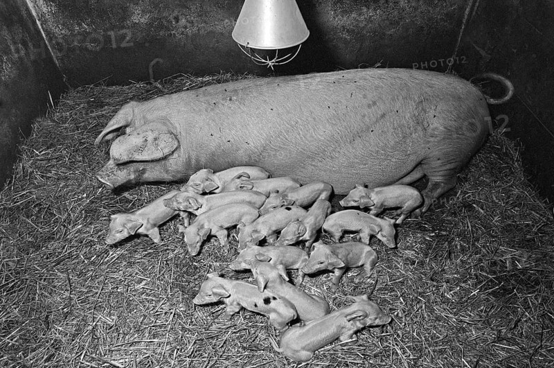 Mother sow with 15 piglets on straw, former Franconian farm, black and white, Bavaria, Germany