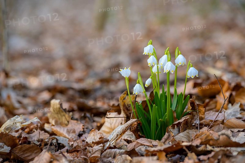 Early-flowering spring geophytes in a beech forest, Münsterland, North Rhine-Westphalia, Germany
