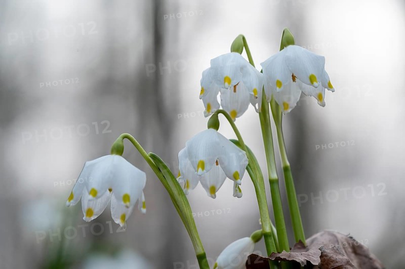 Spring-flowering spring geophytes in a beech forest, close-up of white spring snowflakes with blurred background, Münsterland, North Rhine-Westphalia, Germany