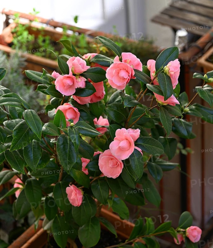 Camellia, Japanese camellia (Camellia japonica)