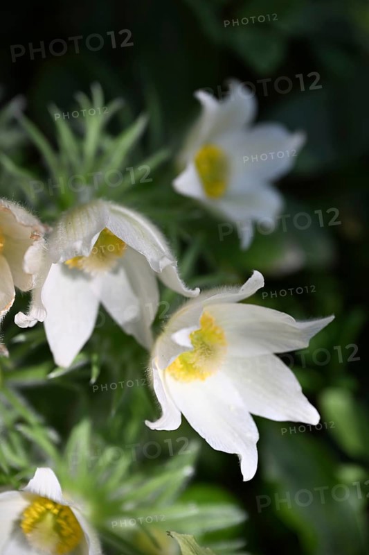 Pasque flower, Pasque flower, Pasque flower, Common pasque flower, Common pasque flower, Common pasque flower, Wolf's paw, Horsetail, Sleeping flower (Pulsatilla vulgaris)