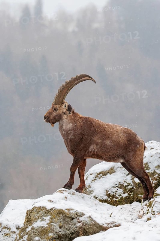 A male ibex (Capra ibex) stands on a rock in the snowstorm. A forest can be seen dimly in the background. Carinthia, Austria