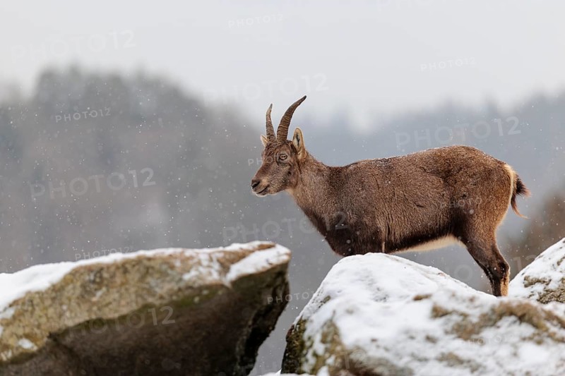 A young female ibex (Capra ibex) stands on a rock in the snowstorm. A forest can be seen dimly in the background. Carinthia, Austria