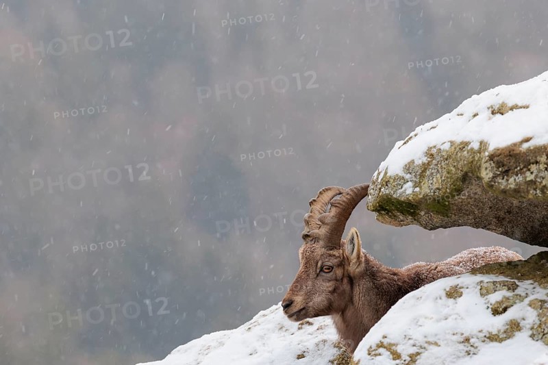 A young female ibex (Capra ibex) rests between rocks in the snowstorm. A forest can be seen dimly in the background. Carinthia, Austria
