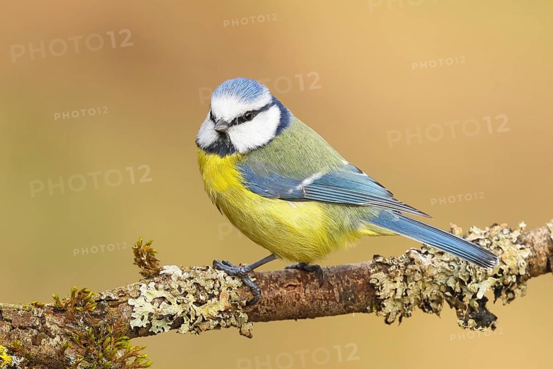 Blue tit (Parus caeruleus), sitting on a branch overgrown with moss and lichen, Wildlife, Animals, Birds, Tits, Siegerland, North Rhine-Westphalia, Germany