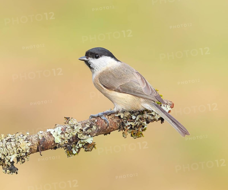 Marsh tit (Parus palustris), sitting on a branch overgrown with moss and lichen, Wildlife, Animals, Birds, Tits, Siegerland, North Rhine-Westphalia, Germany