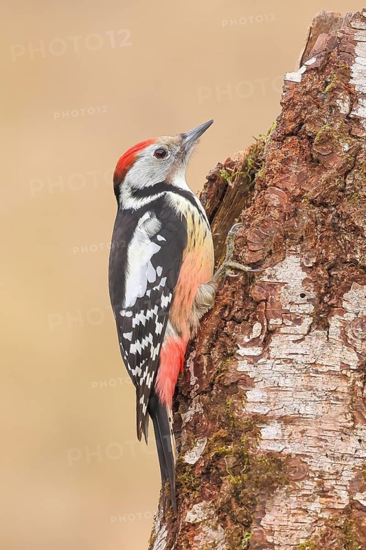 Middle spotted woodpecker (Dendrocopos medius) on an old birch tree, Wildlife, Woodpeckers, Nature photography, Neunkirchen, Siegerland, North Rhine-Westphalia, Germany