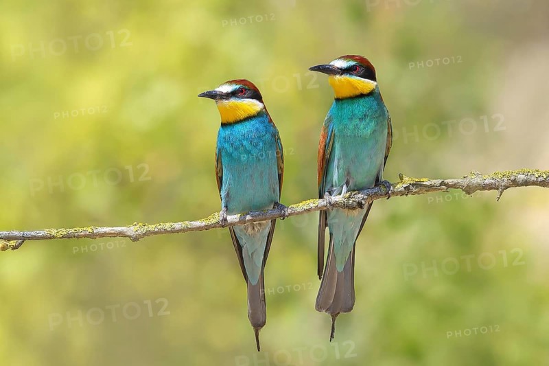 Bee-eater (Merops apiaster) pair sitting on a branch, male, female, breeding, courtship, migratory bird, raptors, animals, birds, Lake Neusiedl National Park, Seewinkel, Burgenland, Austria