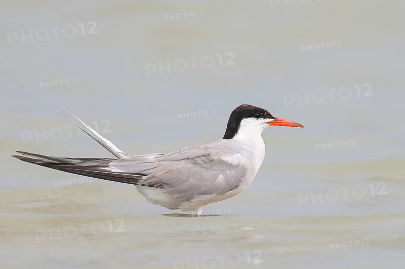 Common Tern (Sterna hirundo) standing in shallow water, terns, wildlife, nature photography, migratory bird, Apetlon, Lake Neusiedl, Burgenland, Austria