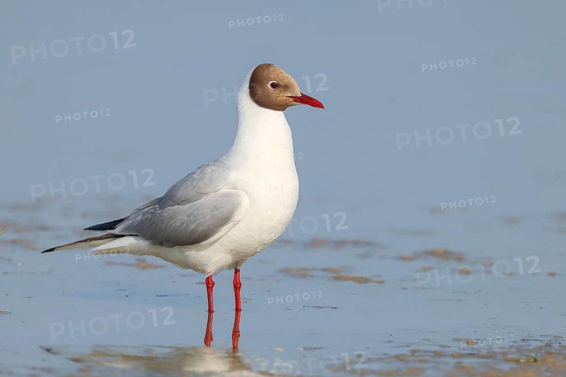 Black-headed gull (Larus ridibundus) standing in shallow water, wildlife, nature photography, birds, gulls, Apetlon, Lake Neusiedl National Park, Seewinkel, Burgenland, Austria