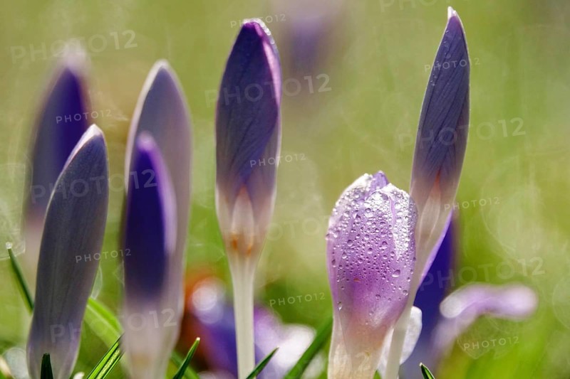 Beautiful crocus flower, early spring, Germany