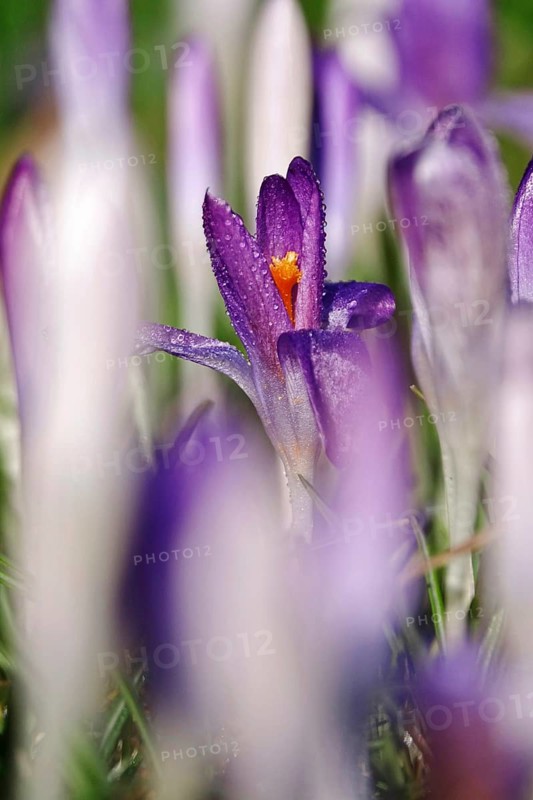 Beautiful crocus flower with morning dew, early spring, Germany