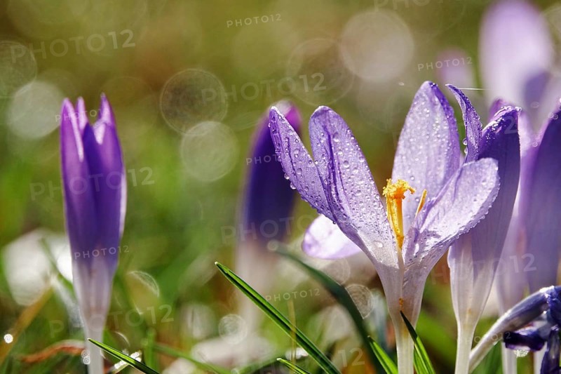 Beautiful crocus flower, drops, early spring, Germany