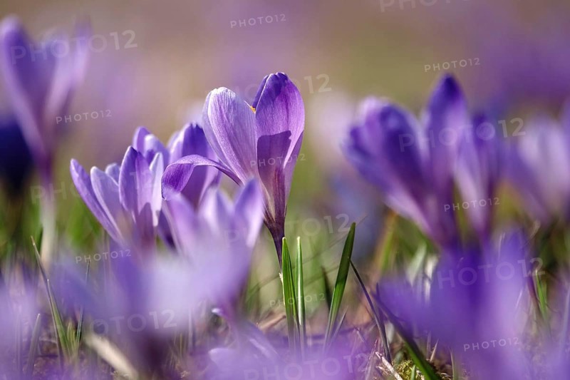 Beautiful crocus blossom at the beginning of March, Germany