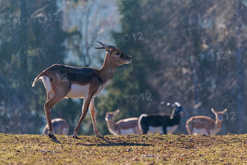 A young male blackbuck (Antilope cervicapra) stands in a green meadow during light snowfall, backlit by the sun. A herd of blackbucks can be seen in the background. Captive
