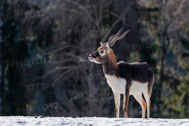A male blackbuck (Antilope cervicapra) stands in a snow covered meadow on a sunny morning, backlit by the sun. A forest can be seen in the background. Captive