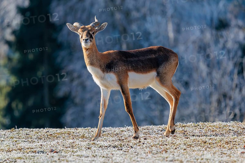 A young male blackbuck (Antilope cervicapra) stands in a hoar-frost covered meadow on a sunny morning, backlit by the sun. A hoar-frost covered forest can be seen in the background. Captive
