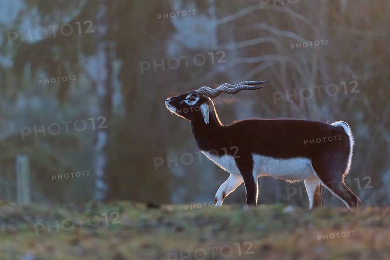 Stands in a green meadow on a sunny morning, backlit by the sun. A forest can be seen in the background. Captive