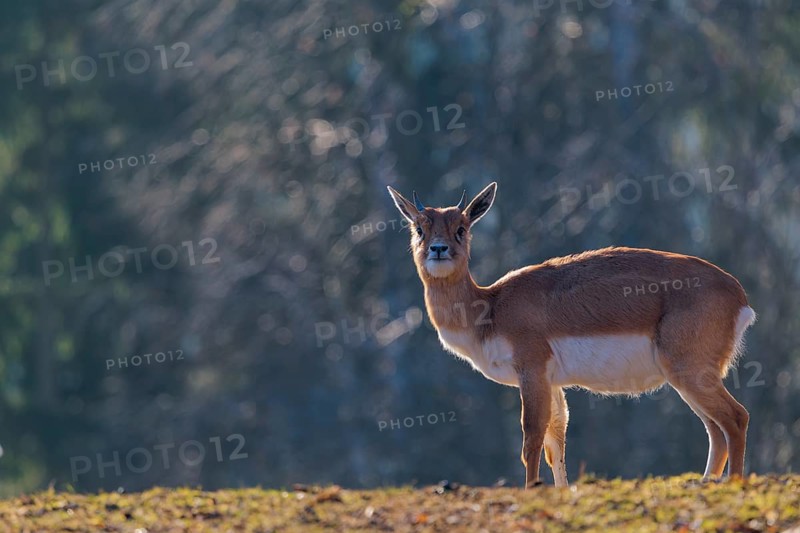 A female blackbuck (Antilope cervicapra) stands in a green meadow on a sunny morning, backlit by the sun. A forest can be seen in the background. Captive