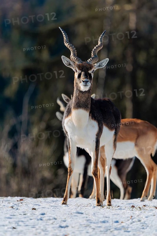 A male blackbuck (Antilope cervicapra) stands in snow-covered meadow on a sunny morning, backlit by the sun. A herd of blackbucks can be seen in the background. Captive