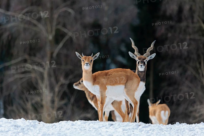 A female blackbuck (Antilope cervicapra) stands in snow-covered meadow on a sunny morning, backlit by the sun. A herd of blackbucks can be seen in the background. Captive
