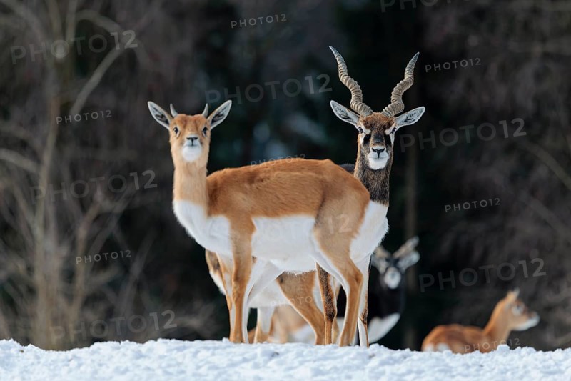 A male blackbuck (Antilope cervicapra) stands behind a female blackbuck in snow-covered meadow on a sunny morning, backlit by the sun. A herd of blackbucks can be seen in the background. Captive