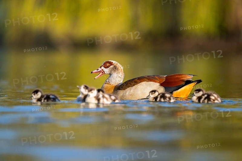 Egyptian goose (Alopochen aegyptiaca) mother with her chicks swimming on a lake, Bavaria, Germany