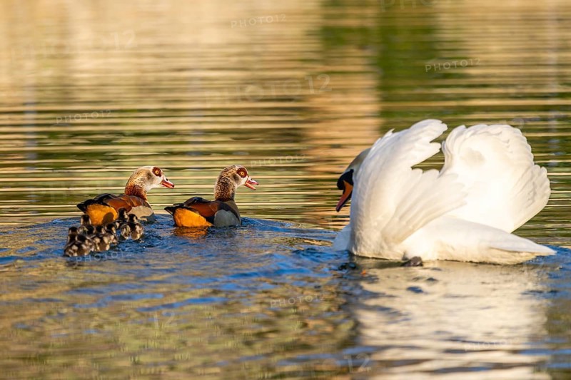 Egyptian goose (Alopochen aegyptiaca) pair with chicks and a Mute swan (Cygnus olor) swimming on a lake, Bavaria, Germany