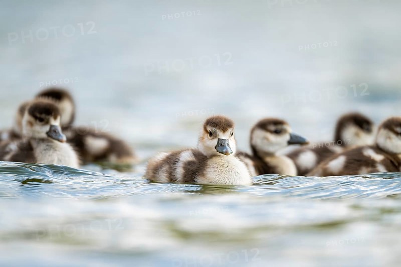 Egyptian goose (Alopochen aegyptiaca) chicks swimming on a lake, Bavaria, Germany