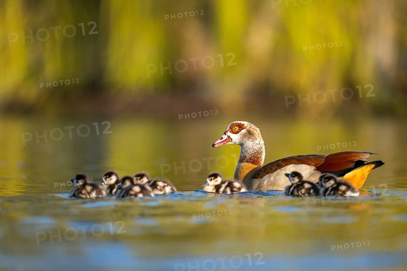 Egyptian goose (Alopochen aegyptiaca) mother with her chicks swimming on a lake, Bavaria, Germany