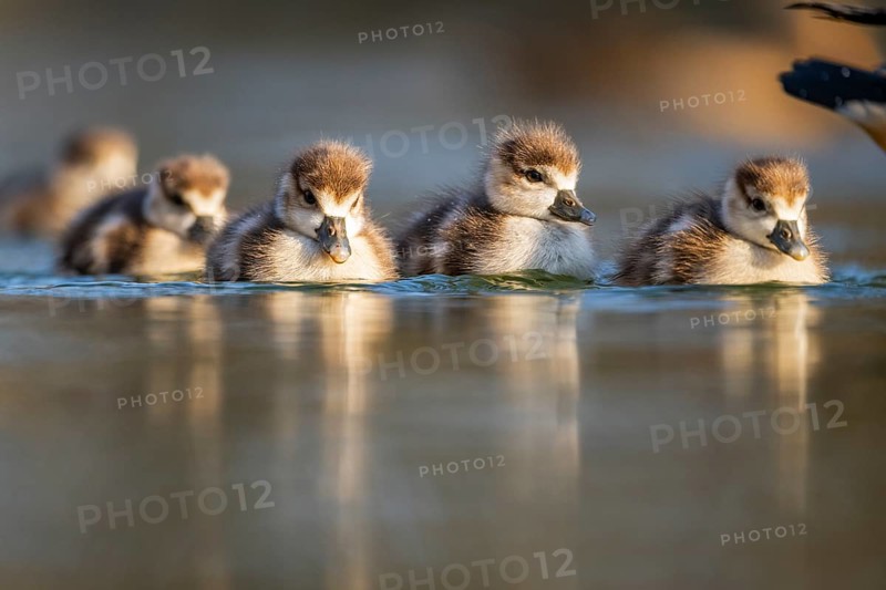Egyptian goose (Alopochen aegyptiaca) chicks swimming on a lake, Bavaria, Germany