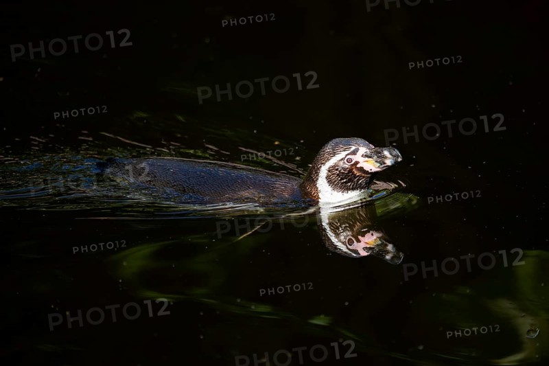Humboldt penguin (Spheniscus humboldti) swimming in the water, captive, Germany