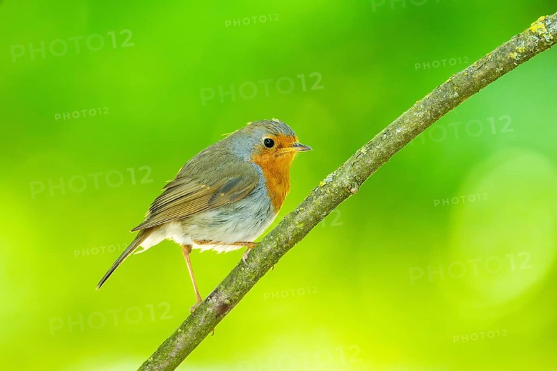 European robin (Erithacus rubecula) sitting on a branch, Bavaria, Germany