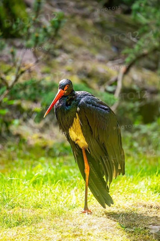 Black stork (Ciconia nigra) standing on a meadow, Bavaria, Germany