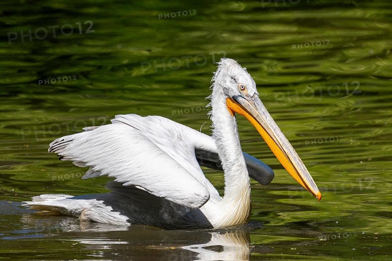Dalmatian pelican (Pelecanus crispus) swimming on a lake, Bavaria, Germany