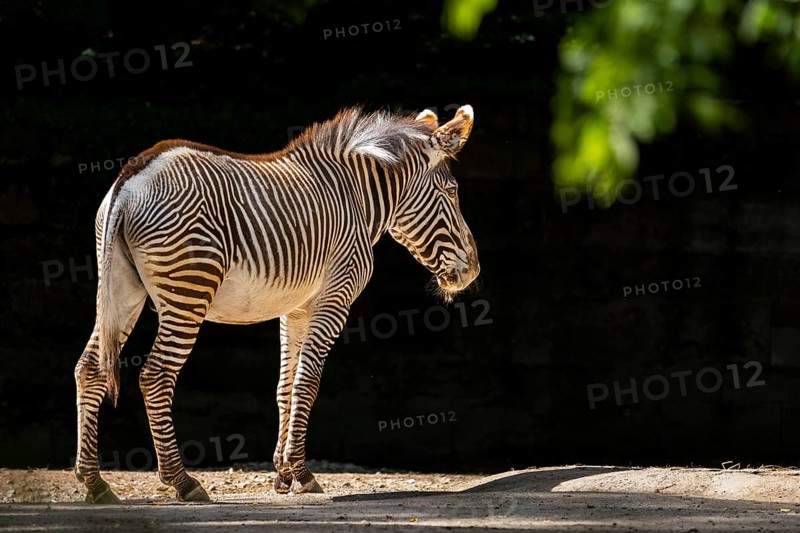 Grévy's zebra (Equus grevyi) standing on the ground, Germany
