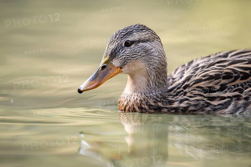 Mallard (Anas platyrhynchos) female on a lake, Bavaria, Germany