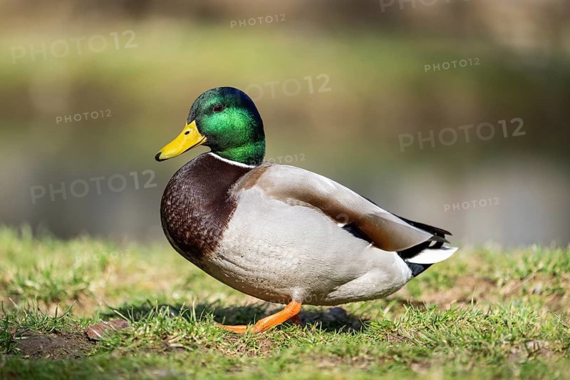 Mallard (Anas platyrhynchos) male on a lake, Bavaria, Germany