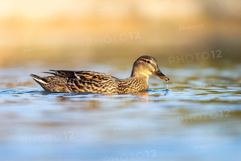 Wild duck (Anas platyrhynchos), female swimming on a lake, Bavaria, Germany Europe
