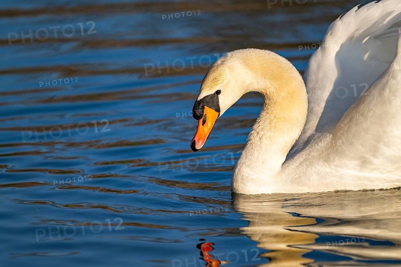 Mute swan (Cygnus olor) swimming on a lake, Bavaria, Germany