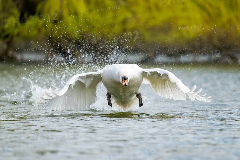 Mute swan (Cygnus olor) starting from the water, flying over a lake, Bavaria, Germany